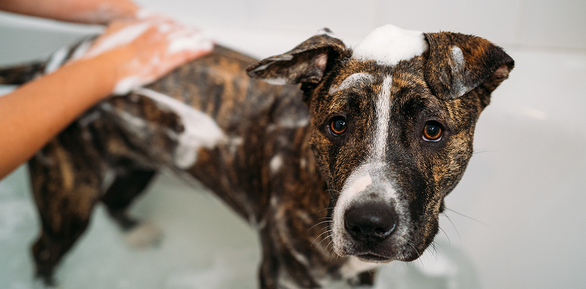 Bathing Services