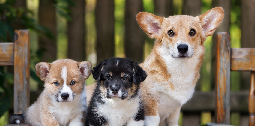 Canine Reproduction