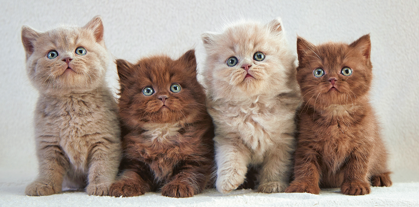 Puppy & Kitten Care