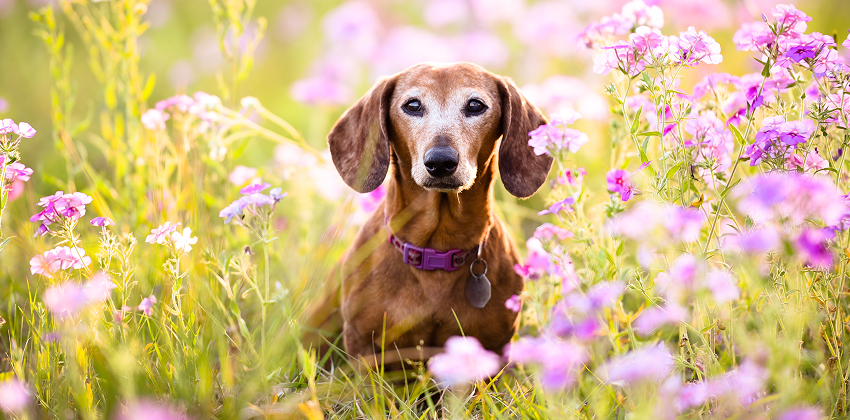 Senior Pet Care