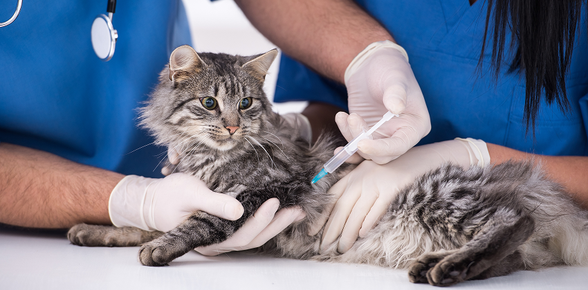 Vaccinations